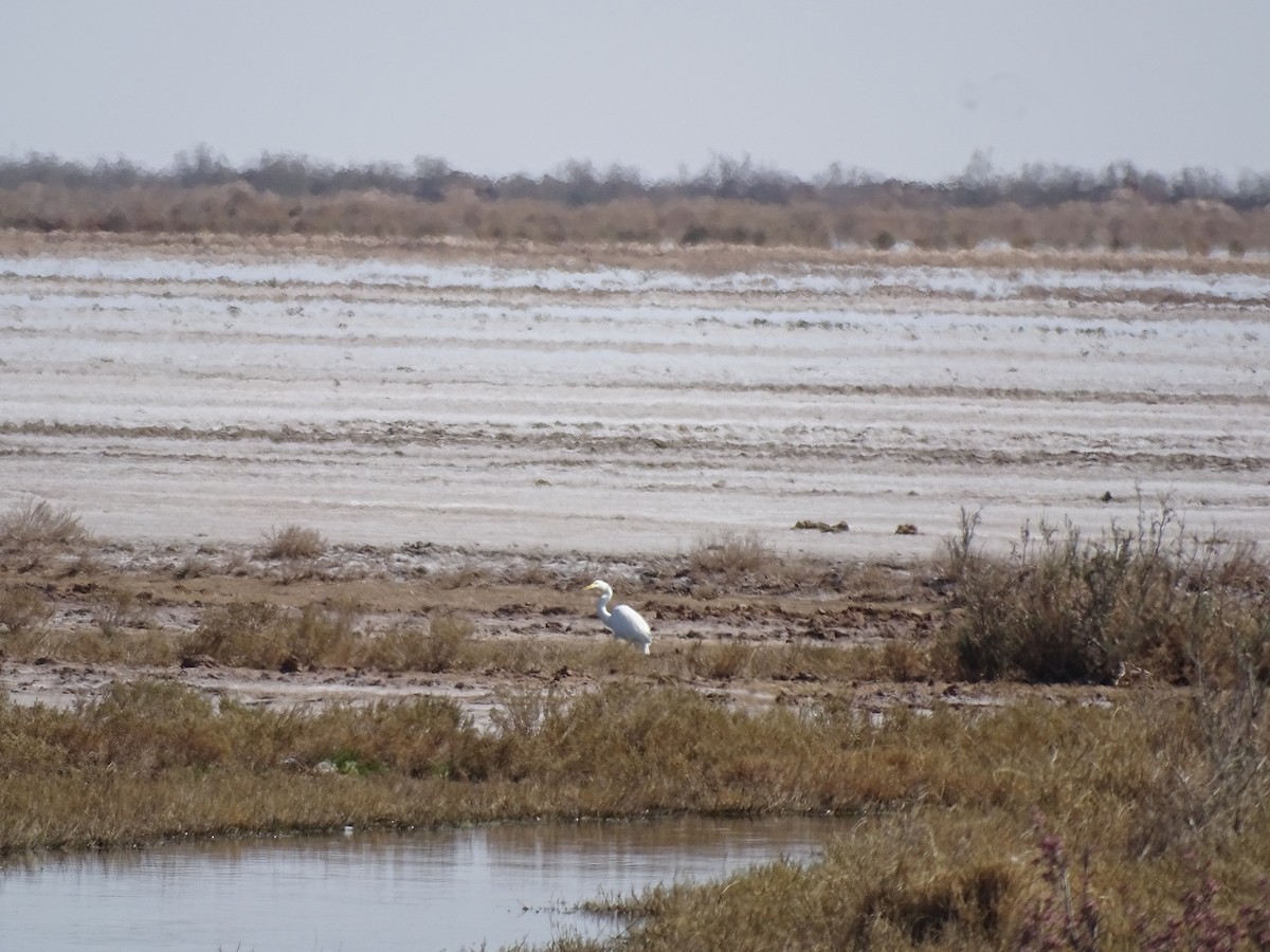 Great Egret - ML636759161