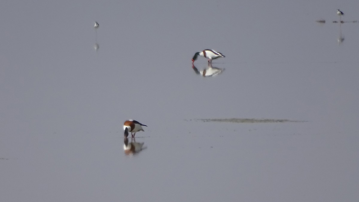 Common Shelduck - ML636759162