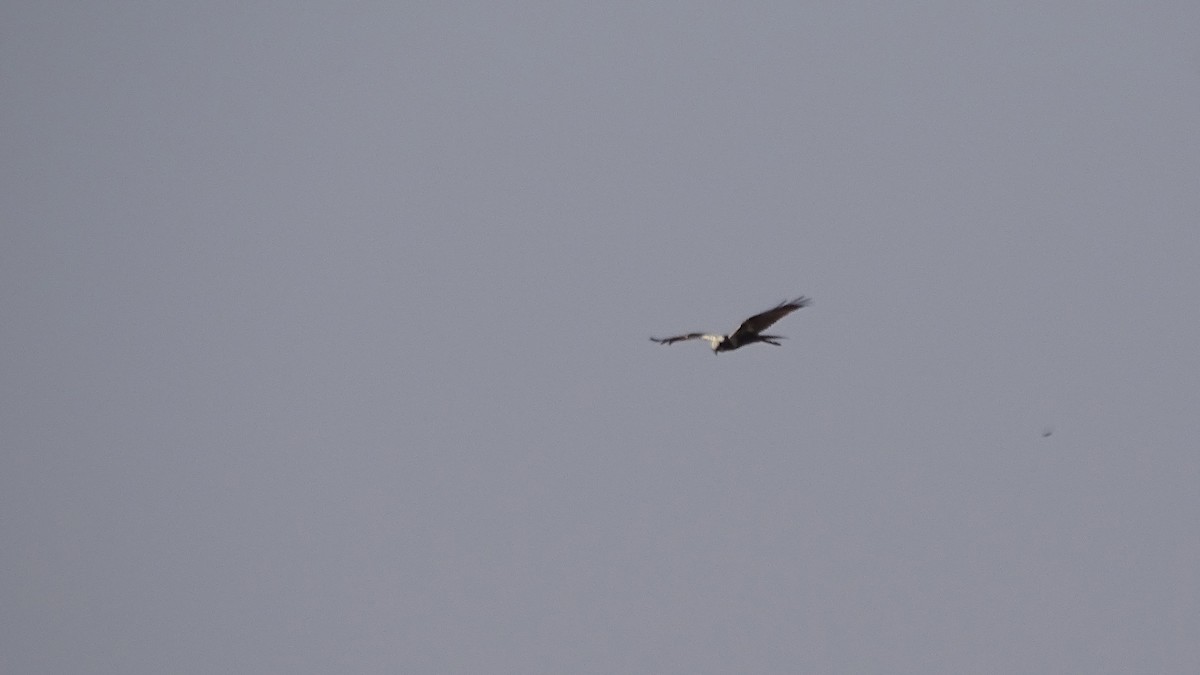 Western Marsh Harrier - ML636759163