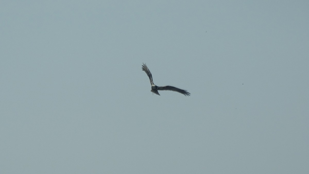 Western Marsh Harrier - ML636759165