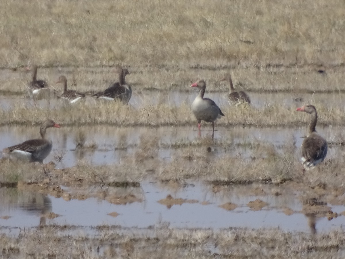 Graylag Goose - ML636759166