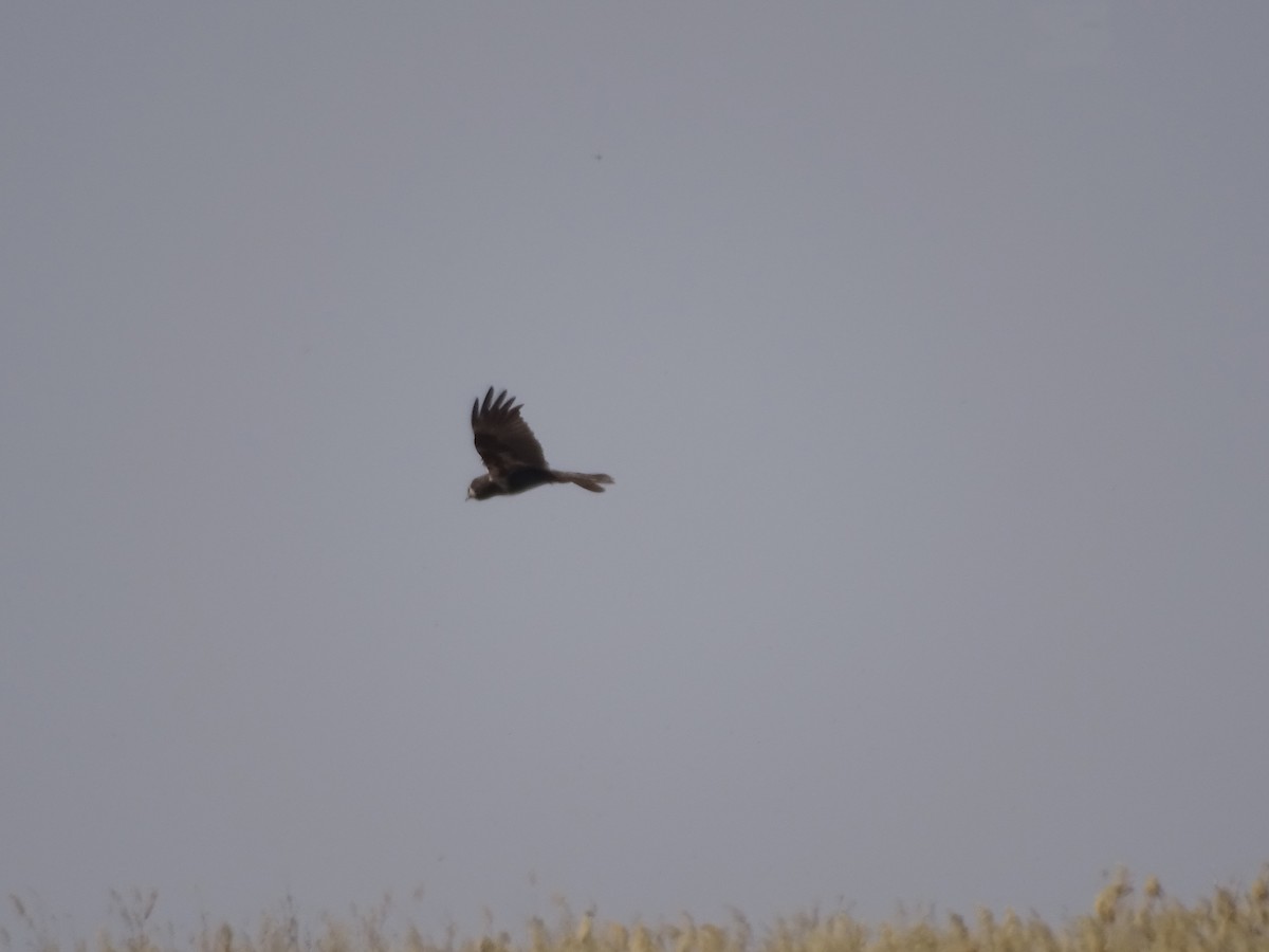 Western Marsh Harrier - ML636759168