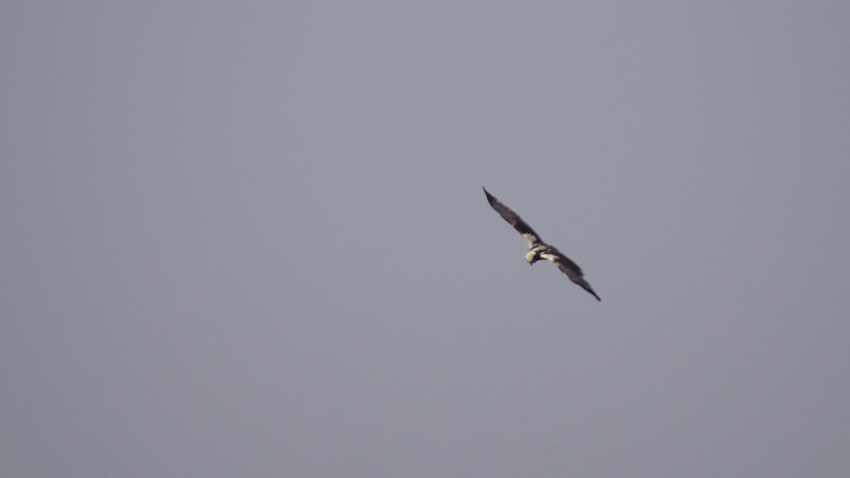 Western Marsh Harrier - ML636759170
