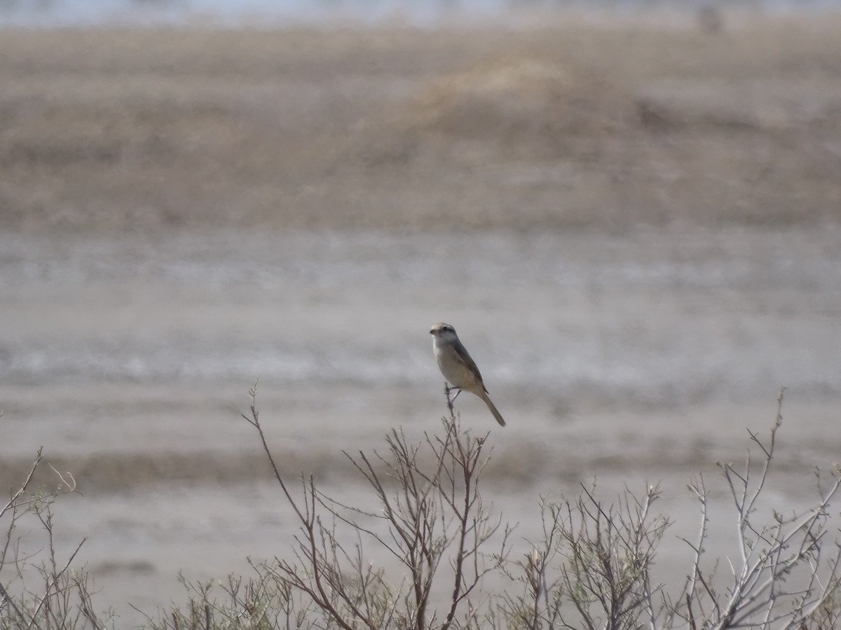 Isabelline Shrike - ML636759172
