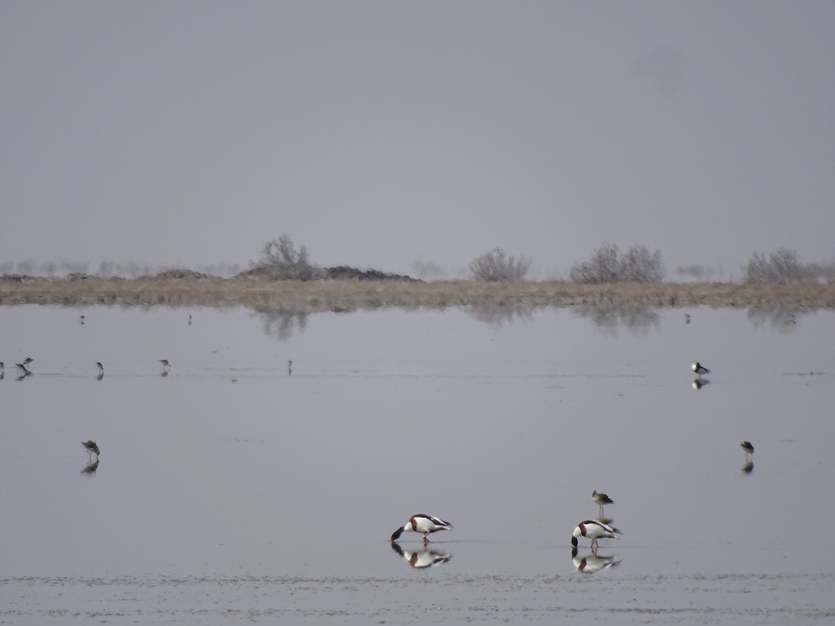 Common Shelduck - ML636759173