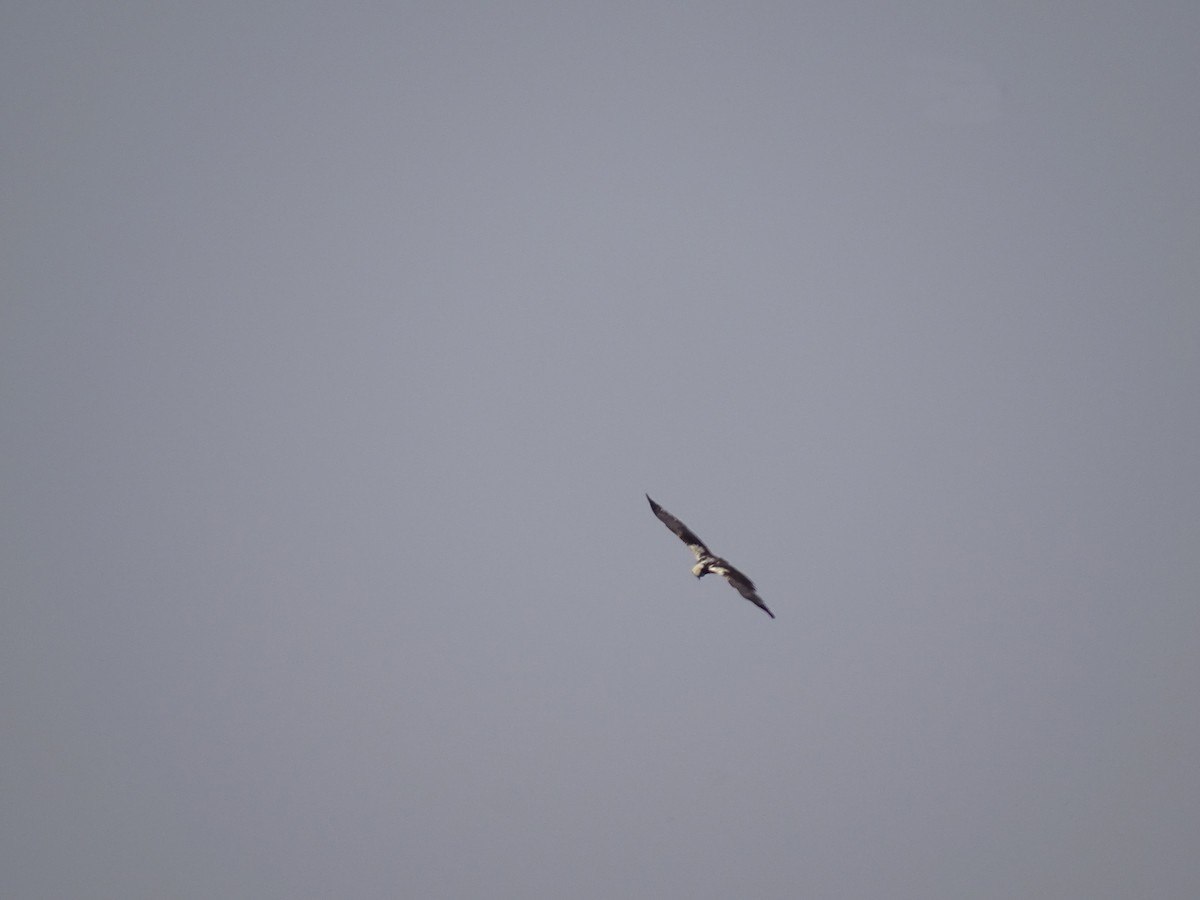 Western Marsh Harrier - ML636759174
