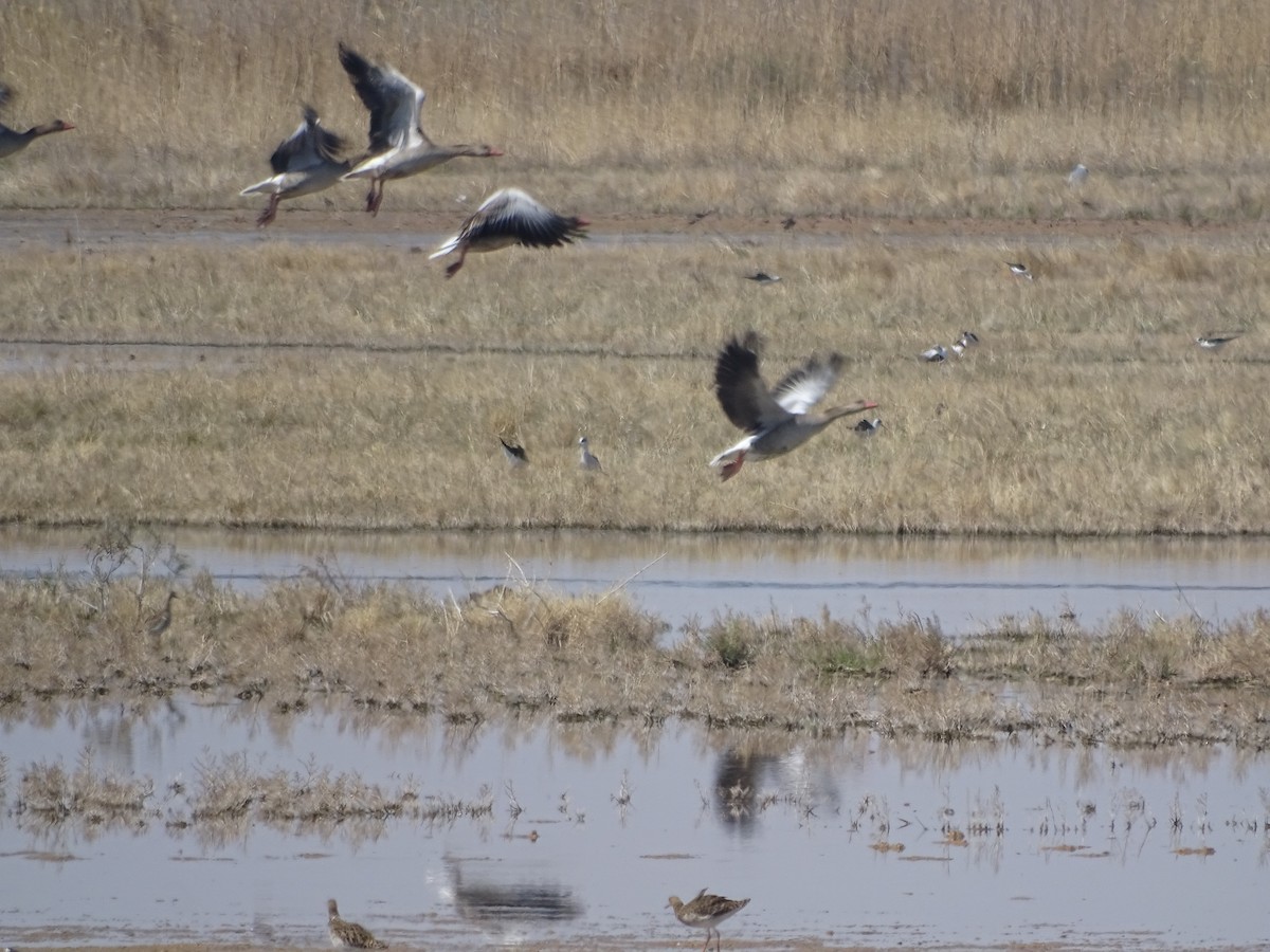Graylag Goose - ML636759175