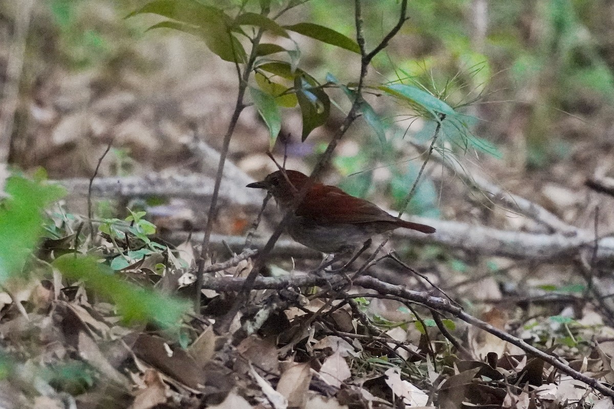 Okinawa Robin - ML636759306