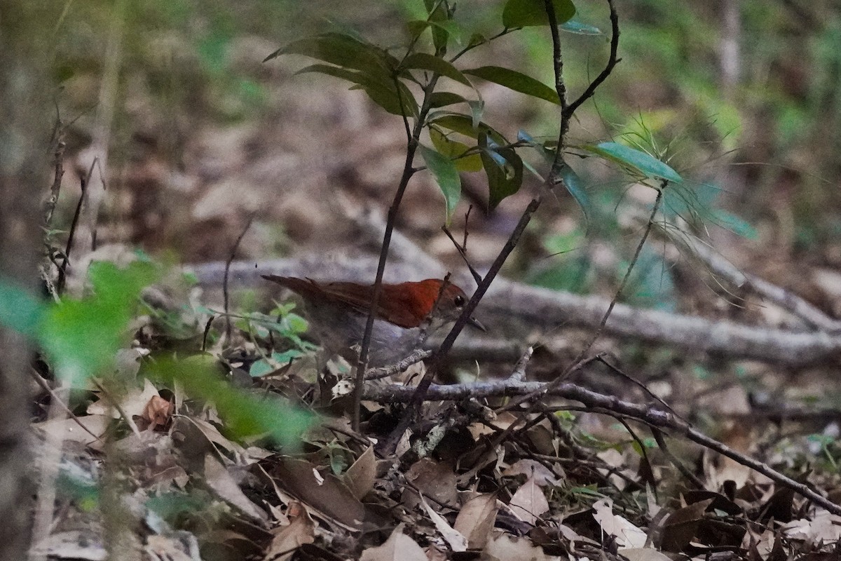 Okinawa Robin - ML636759307