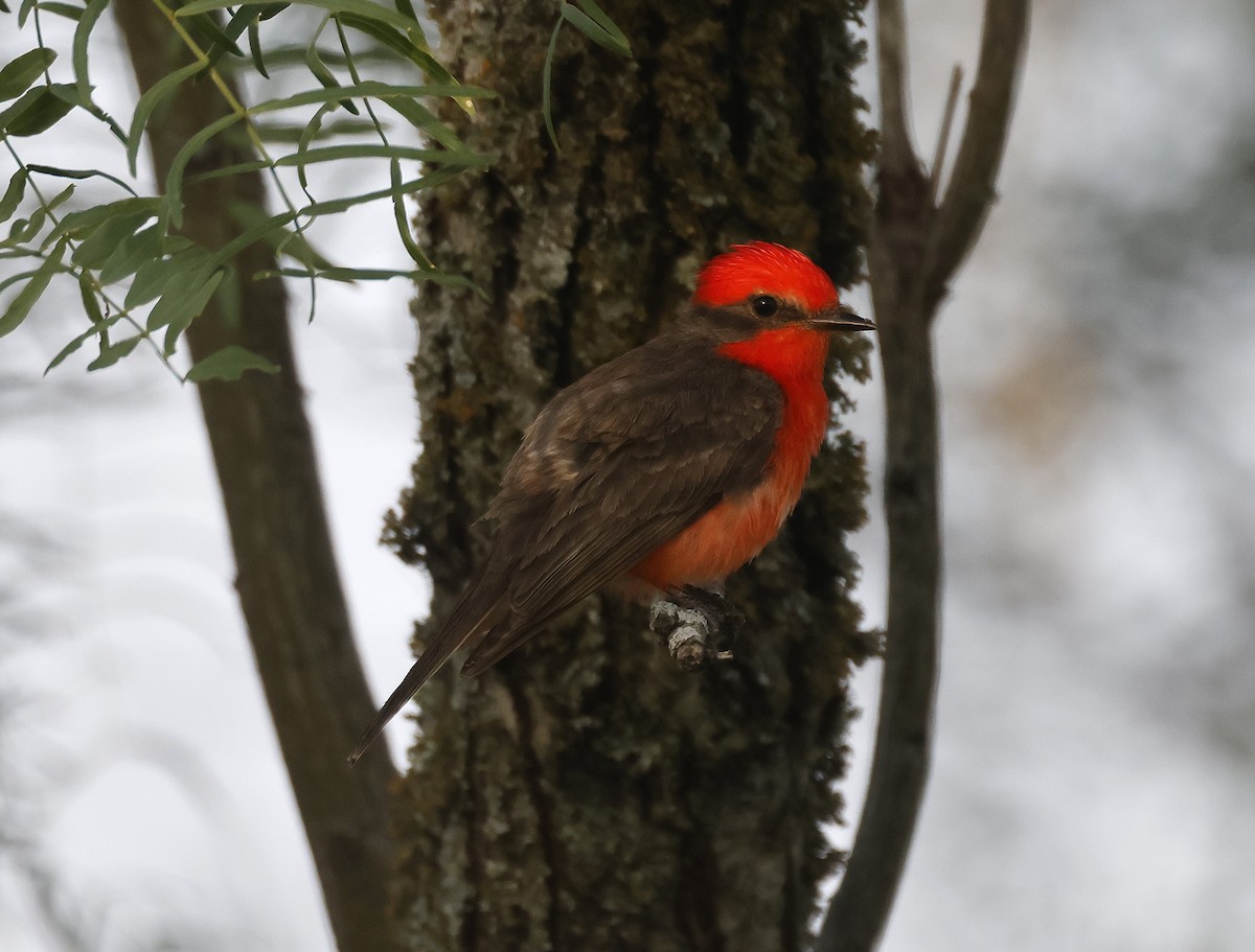 Vermilion Flycatcher - ML636759360