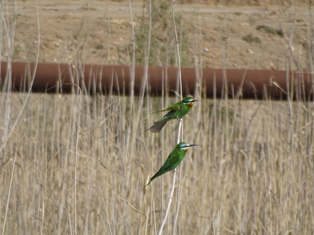 Blue-cheeked Bee-eater - ML636759380
