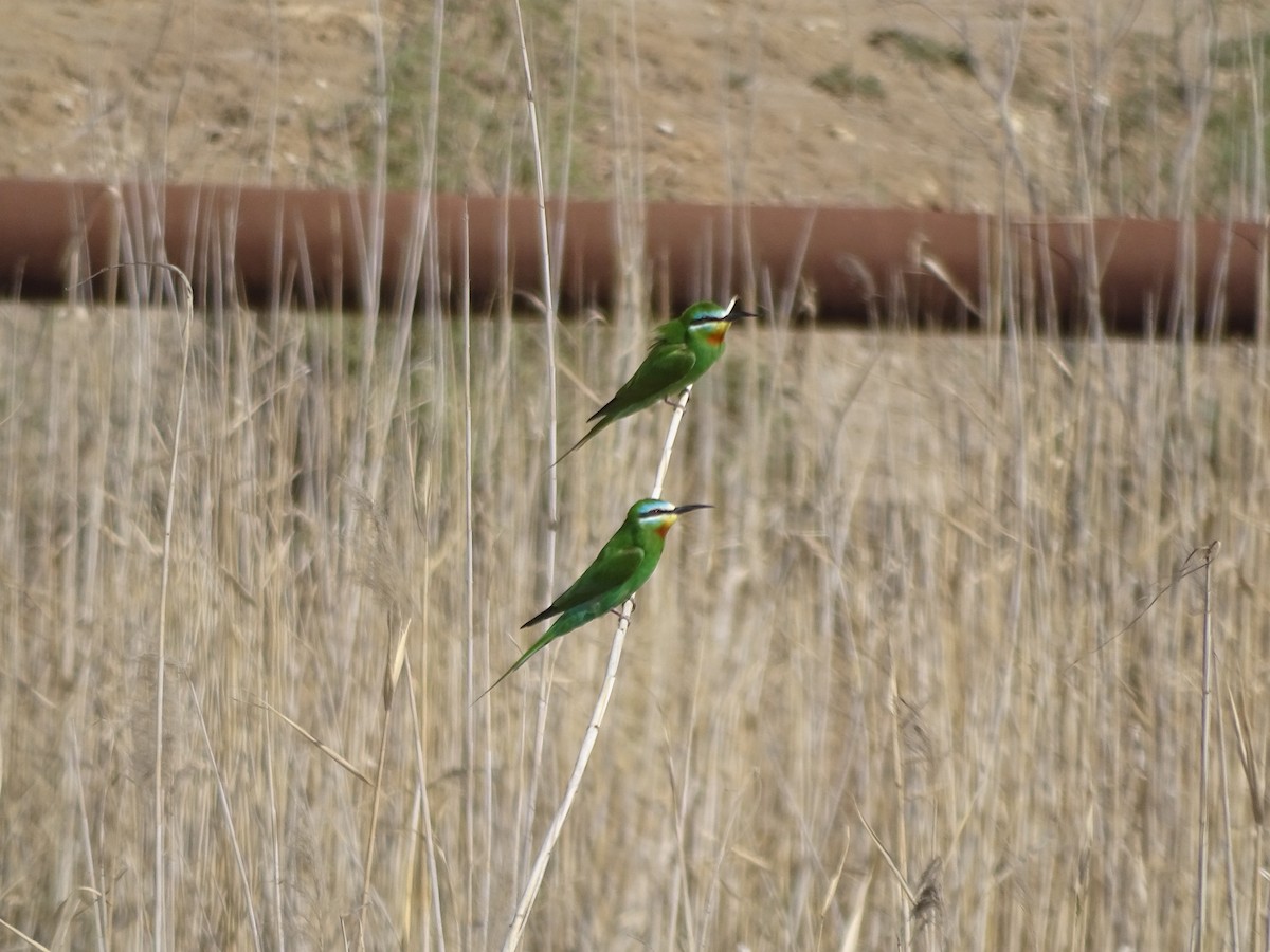 Blue-cheeked Bee-eater - ML636759385