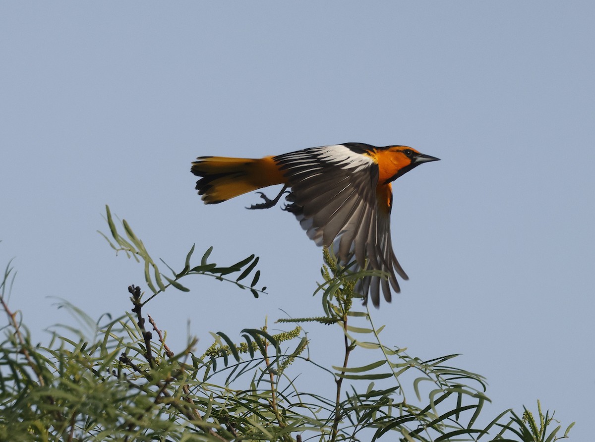 Bullock's Oriole - ML636759420
