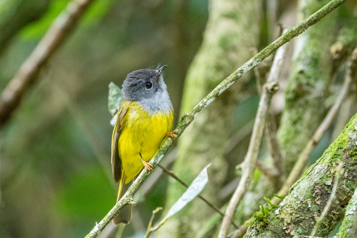 Gray-headed Canary-Flycatcher - ML636759432