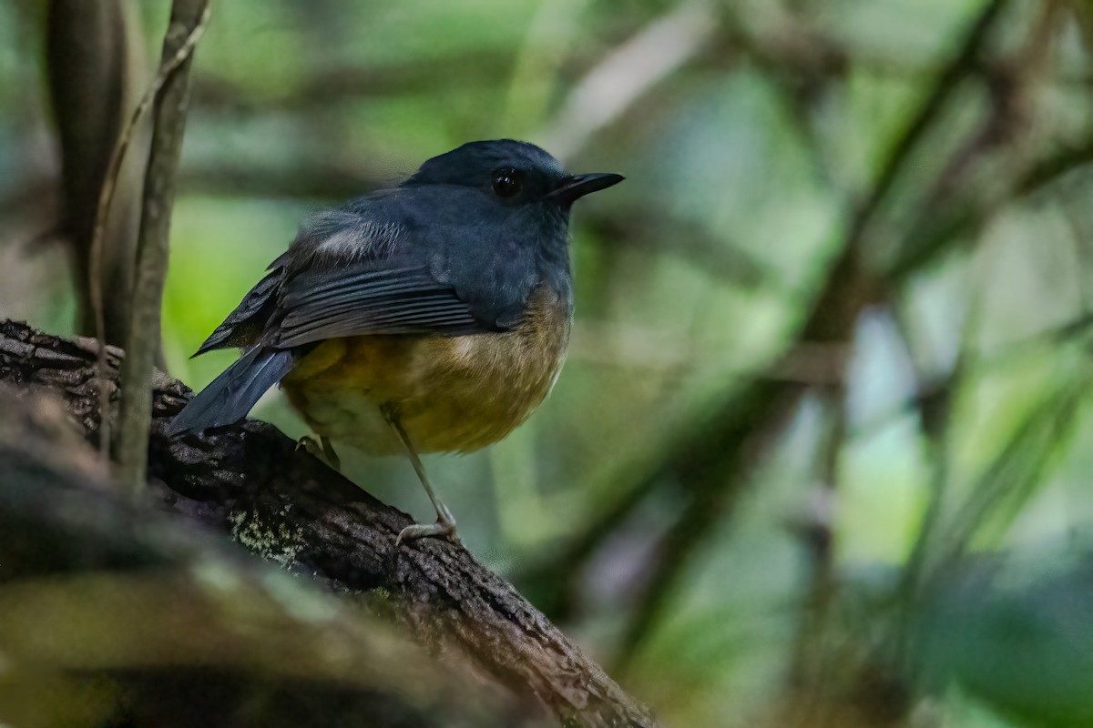 Nilgiri Sholakili - ML636759438
