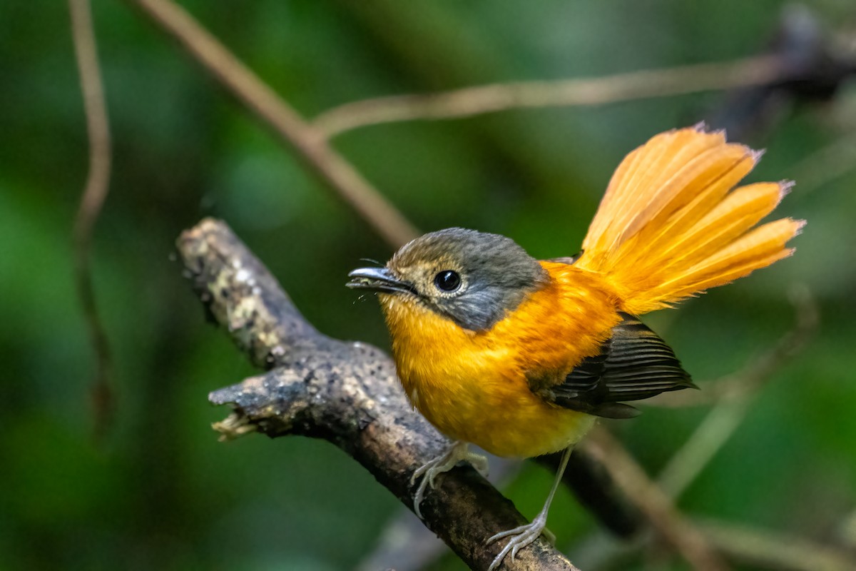 Black-and-orange Flycatcher - ML636759439