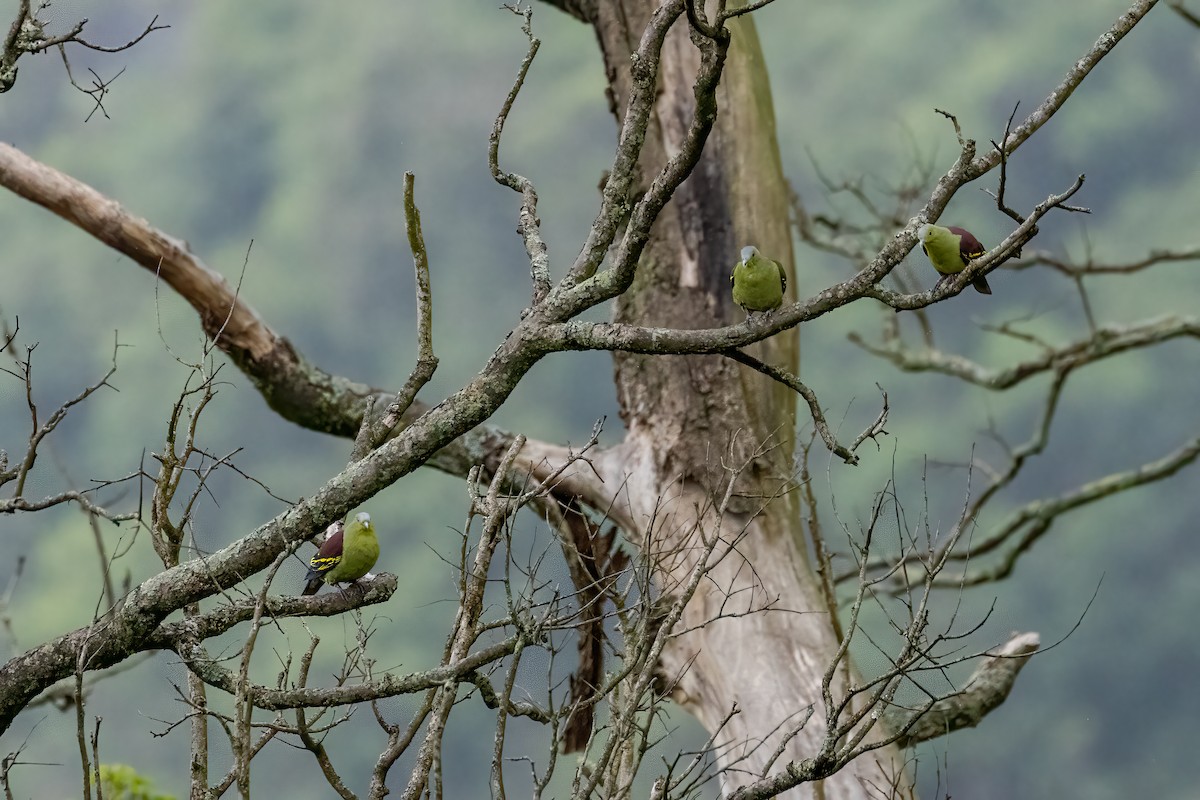 Gray-fronted Green-Pigeon - ML636759451