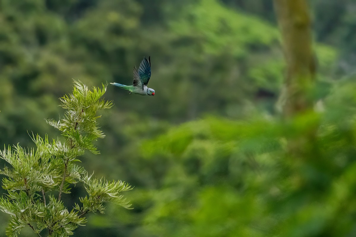 Malabar Parakeet - ML636759458