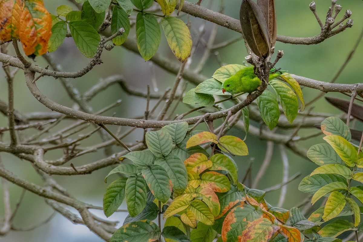 Vernal Hanging-Parrot - ML636759460