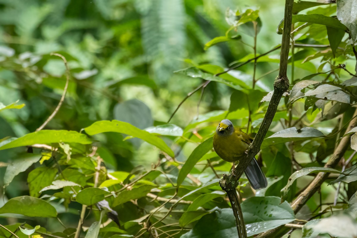 Gray-headed Bulbul - ML636759466