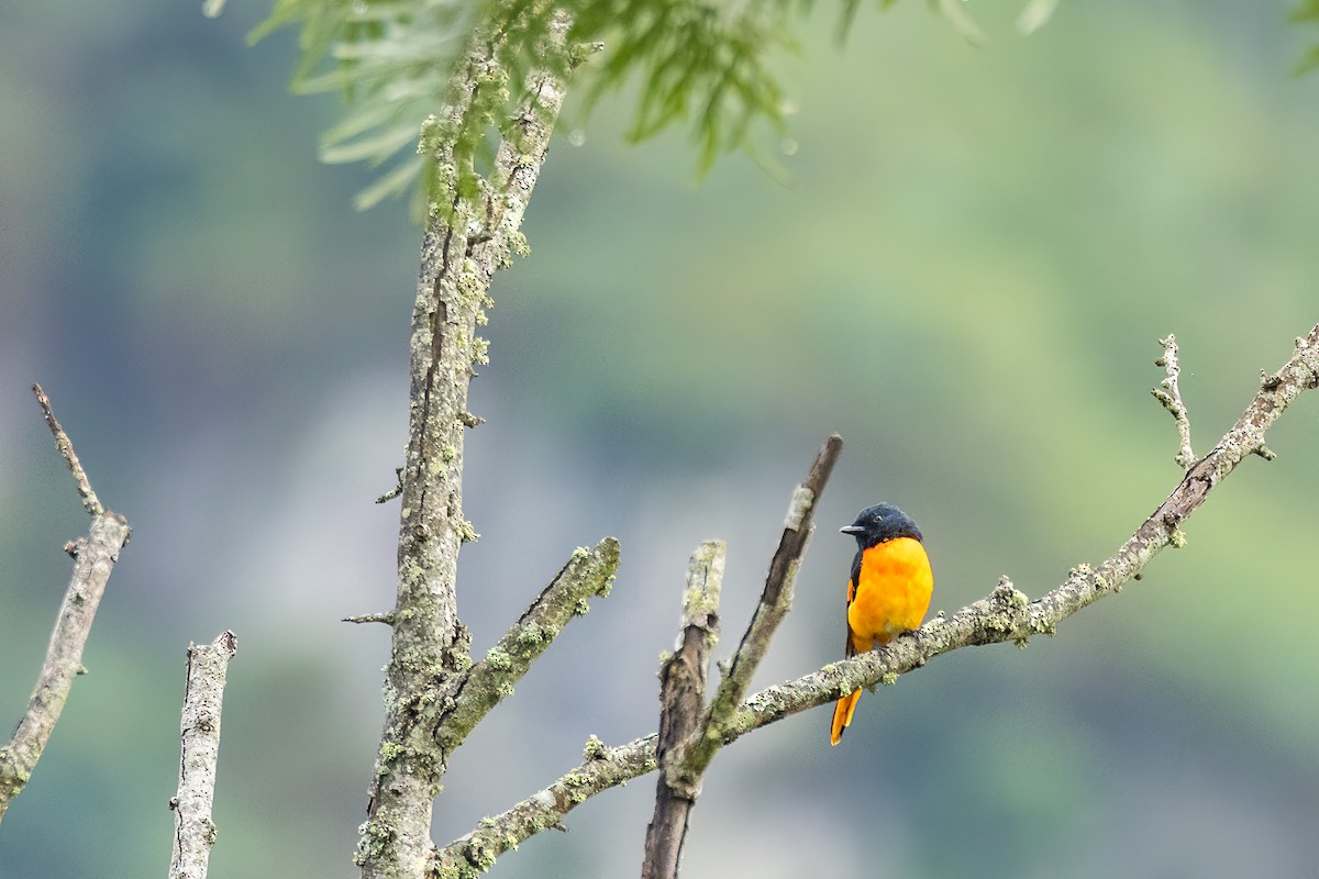 Orange Minivet - ML636759498