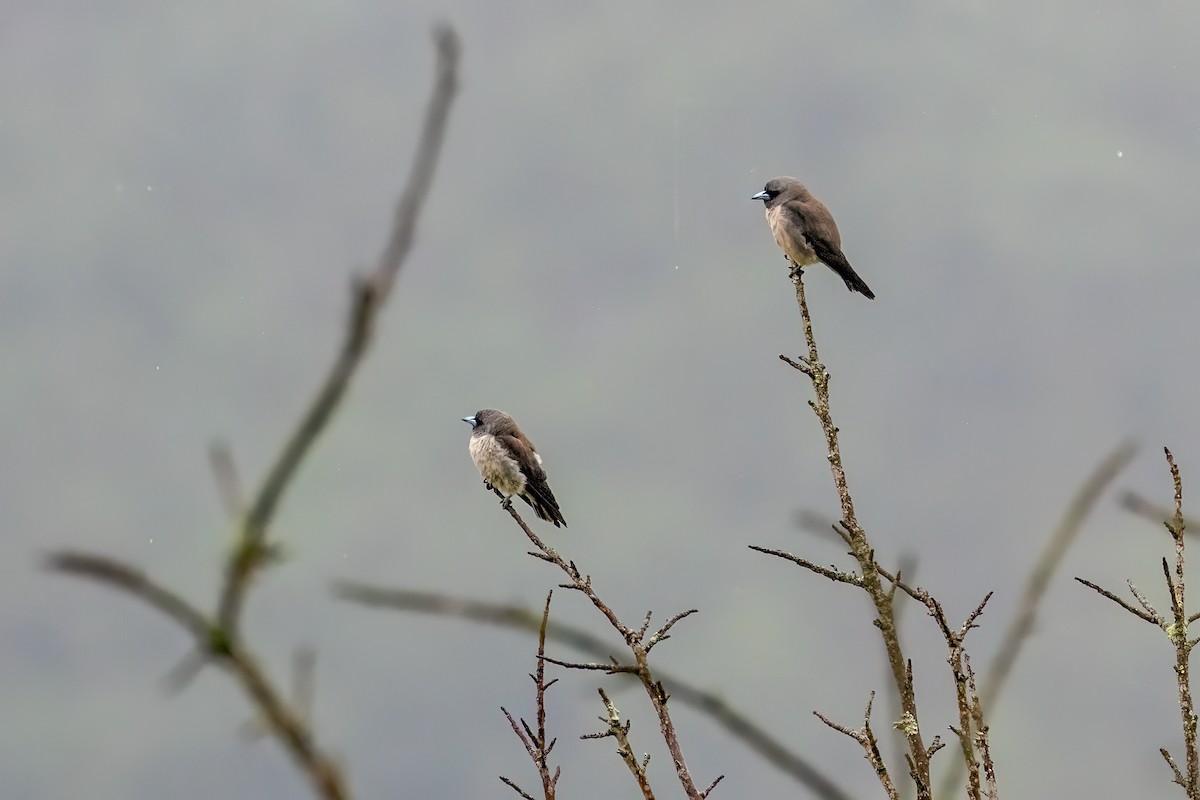 Ashy Woodswallow - ML636759501