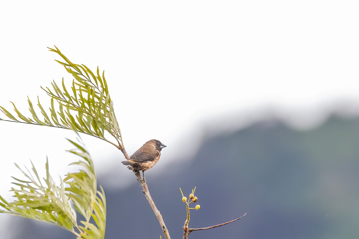 Black-throated Munia - ML636759506