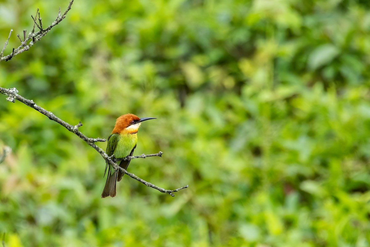 Chestnut-headed Bee-eater - ML636759515