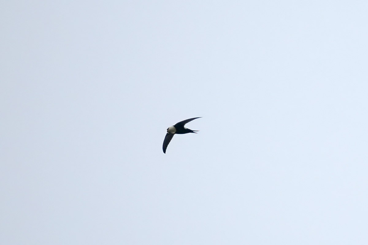 Lesser Swallow-tailed Swift - ML636759519