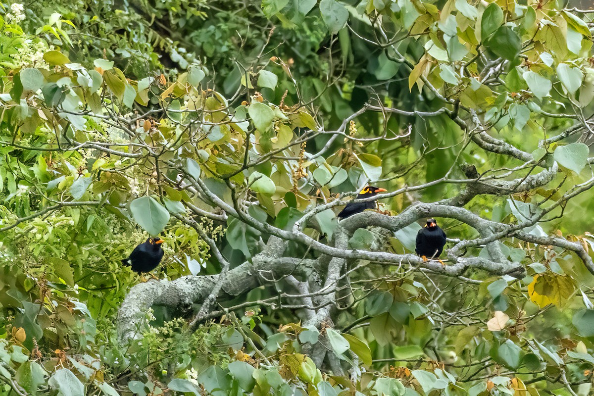 Southern Hill Myna - ML636759538