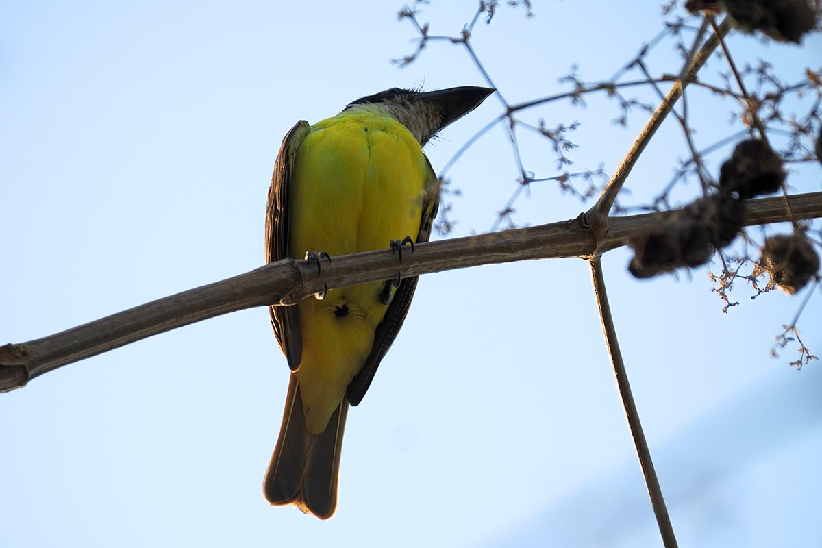 Boat-billed Flycatcher (South American) - ML636759542