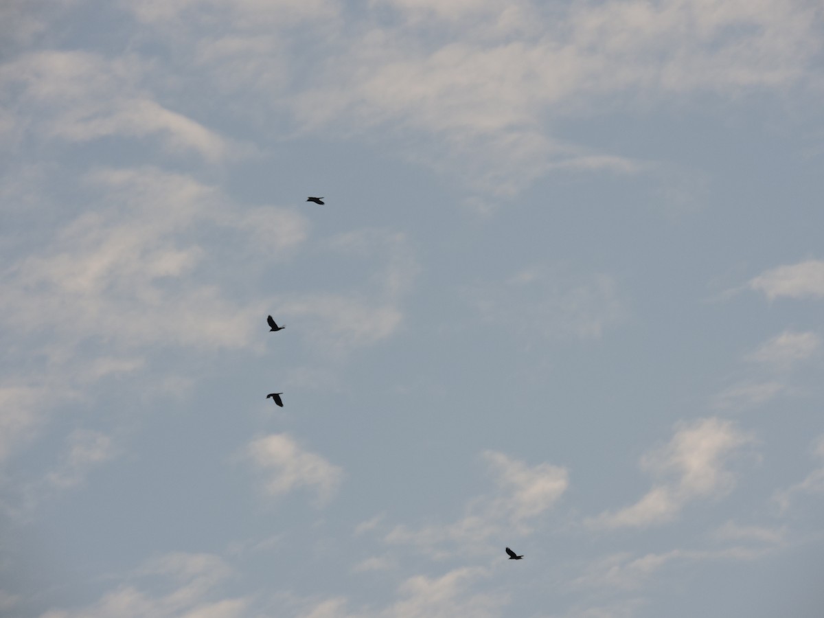 crow sp. - ML636759543