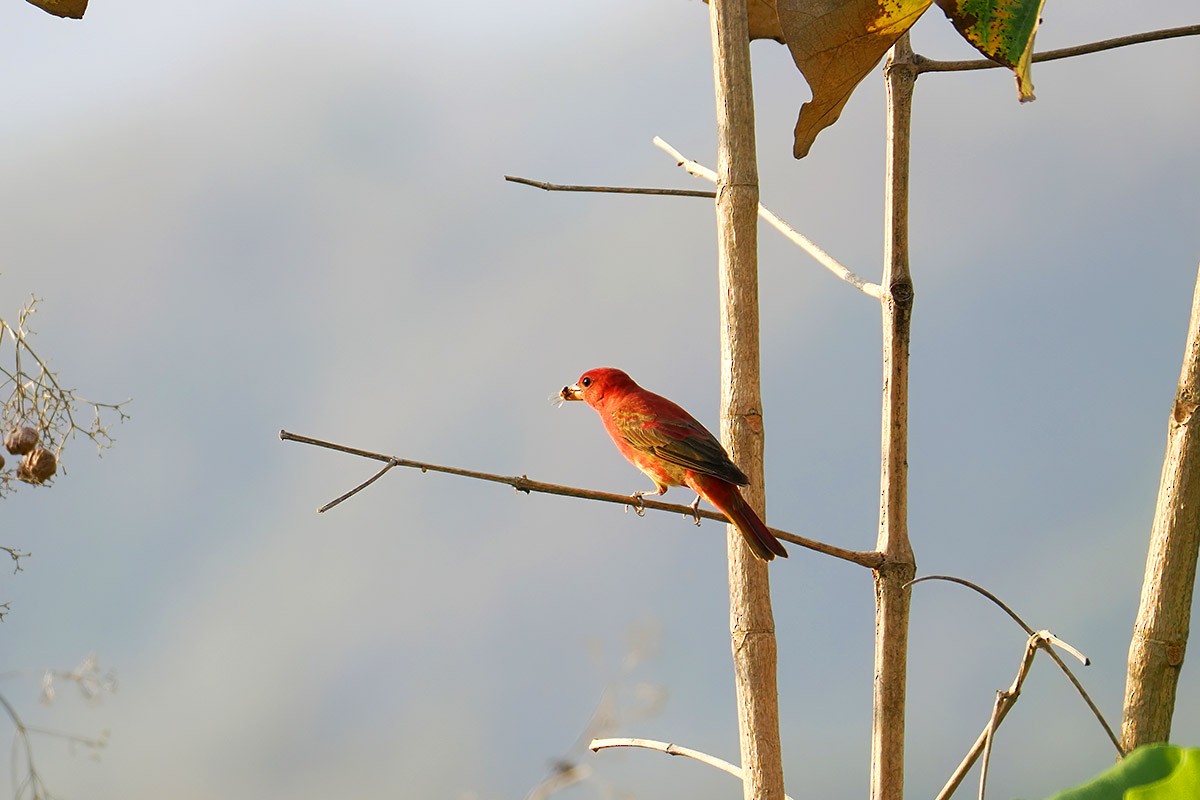 Summer Tanager - ML636759545