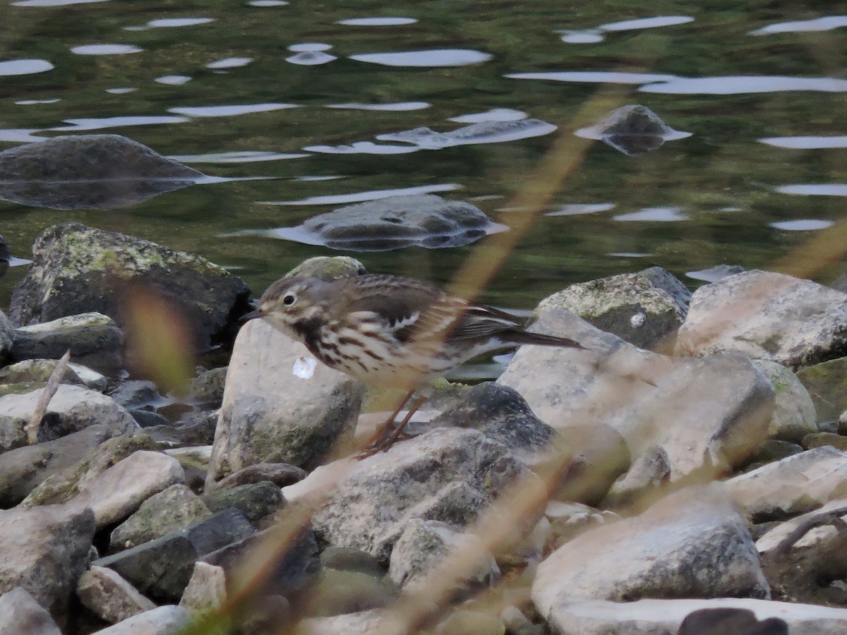 Siberian Pipit - ML636759550