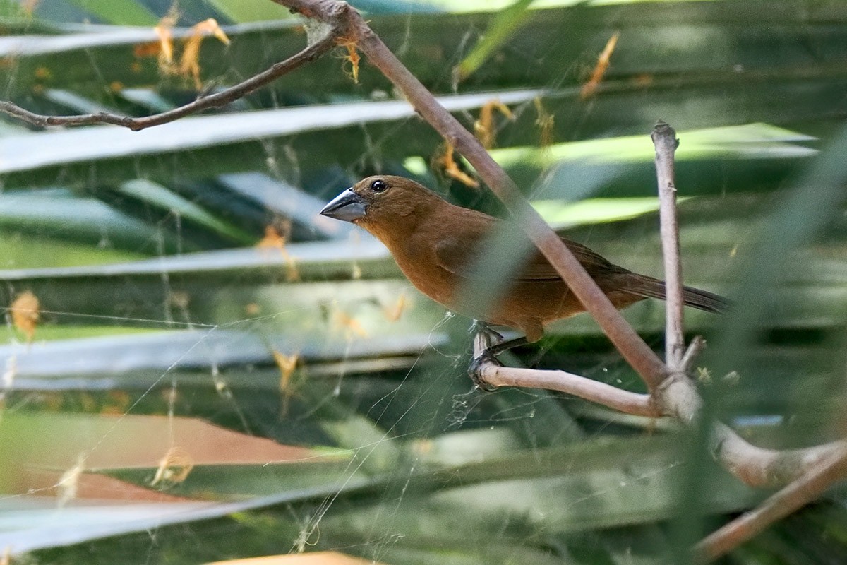 Blue-black Grosbeak - ML636759551