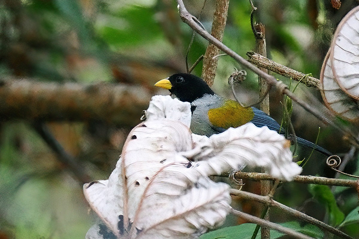 Golden-winged Sparrow - ML636759557