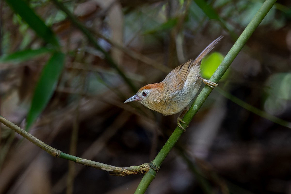 Rufous-fronted Babbler (Rufous-fronted) - ML636759558