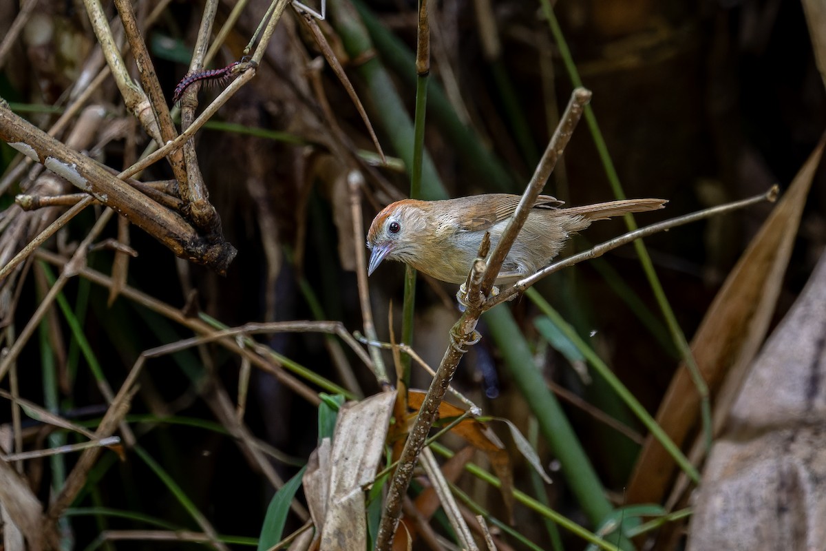 Rufous-fronted Babbler (Rufous-fronted) - ML636759559