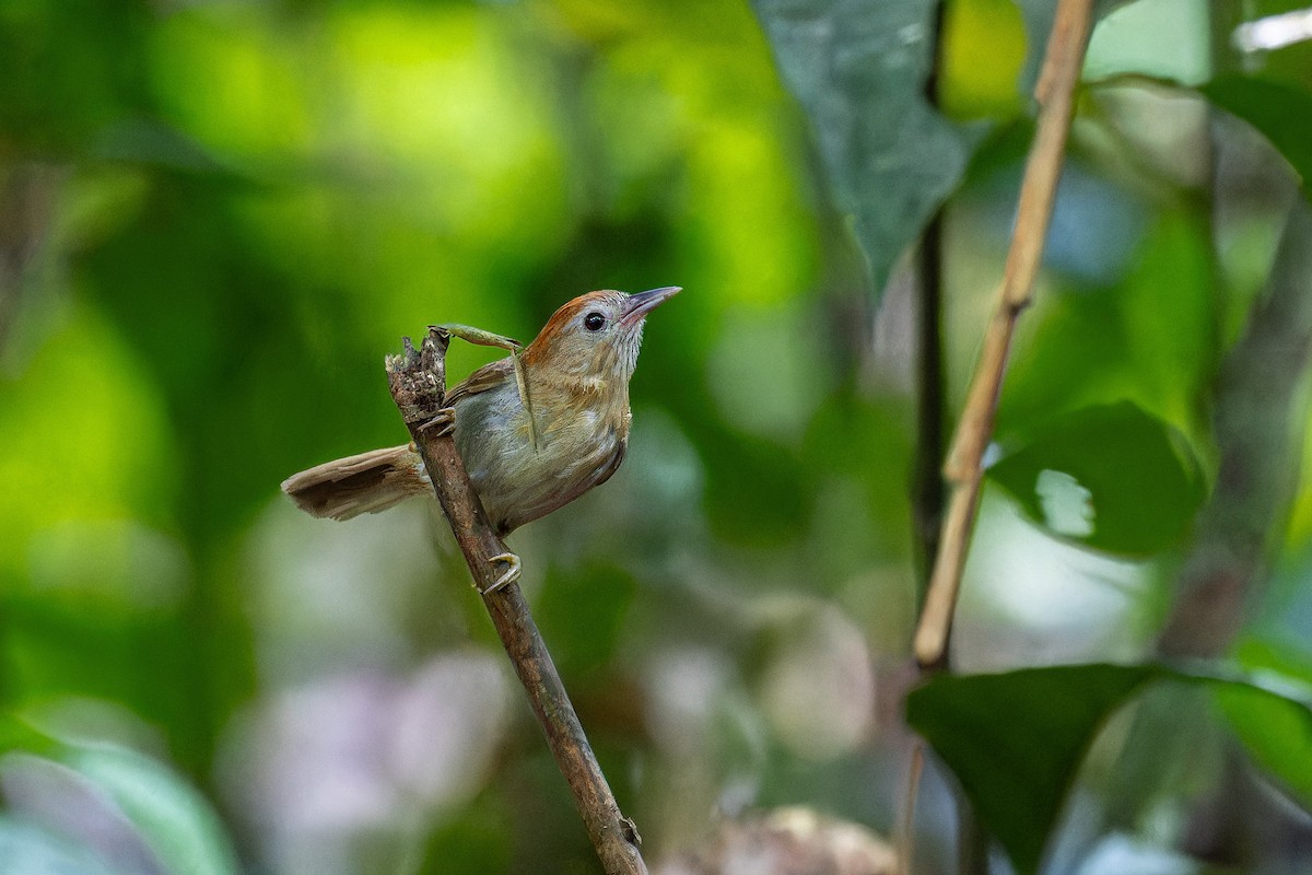 Rufous-fronted Babbler (Rufous-fronted) - ML636759560