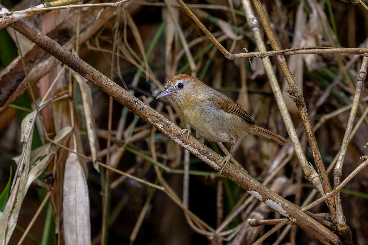 Rufous-fronted Babbler (Rufous-fronted) - ML636759562