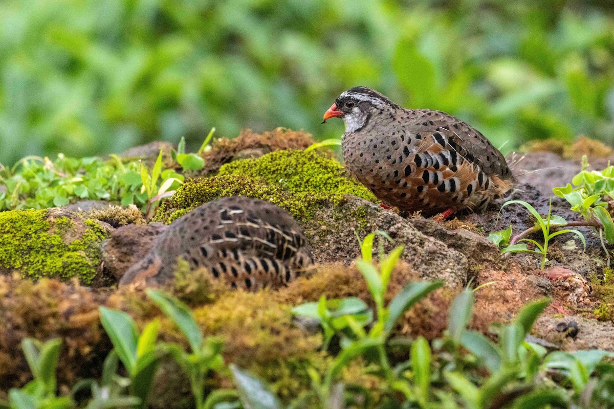 Painted Bush-Quail - ML636759643