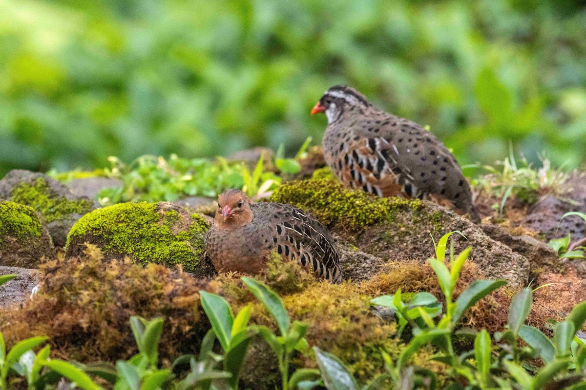 Painted Bush-Quail - ML636759644