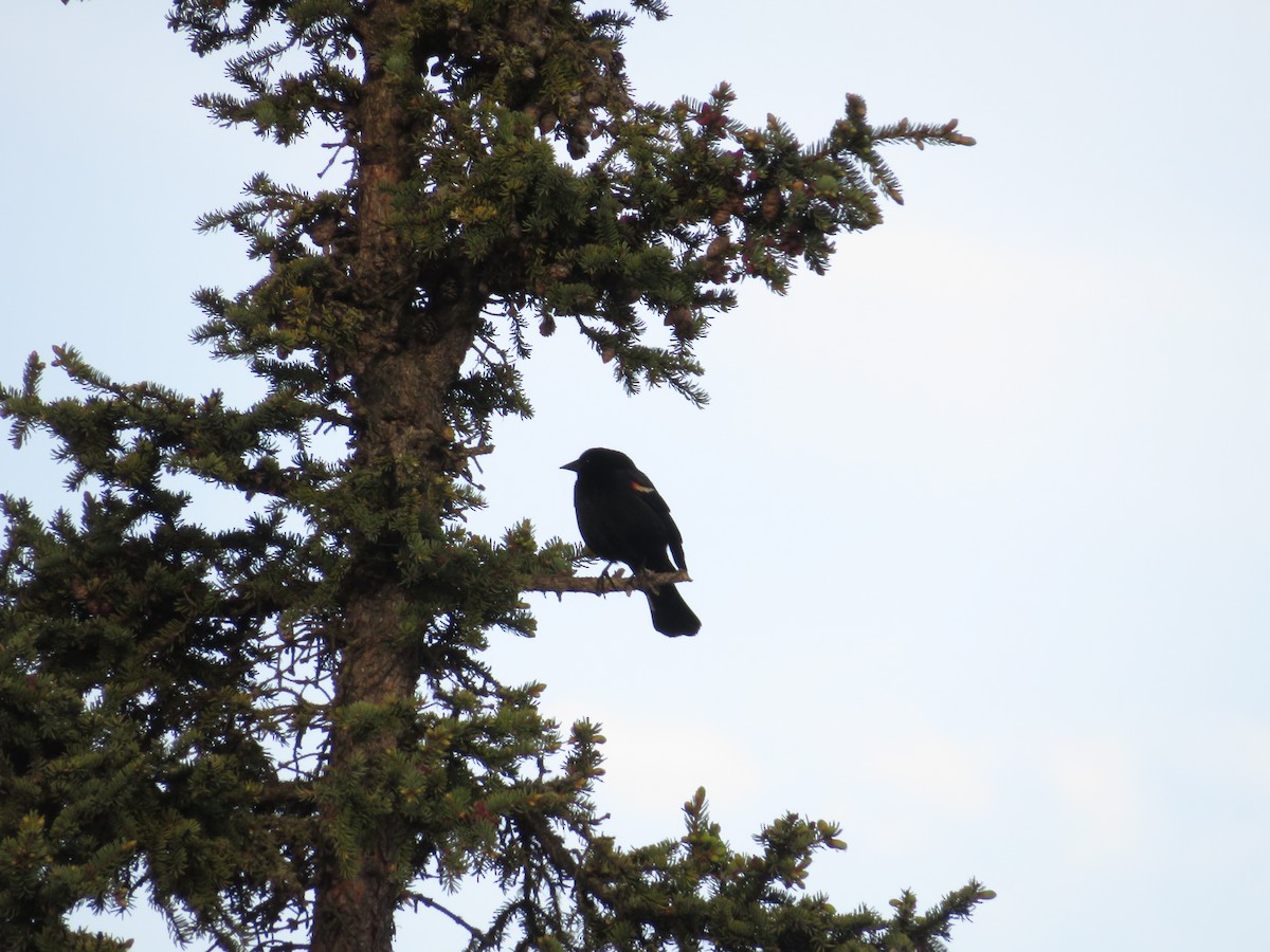 Red-winged Blackbird - ML636759697