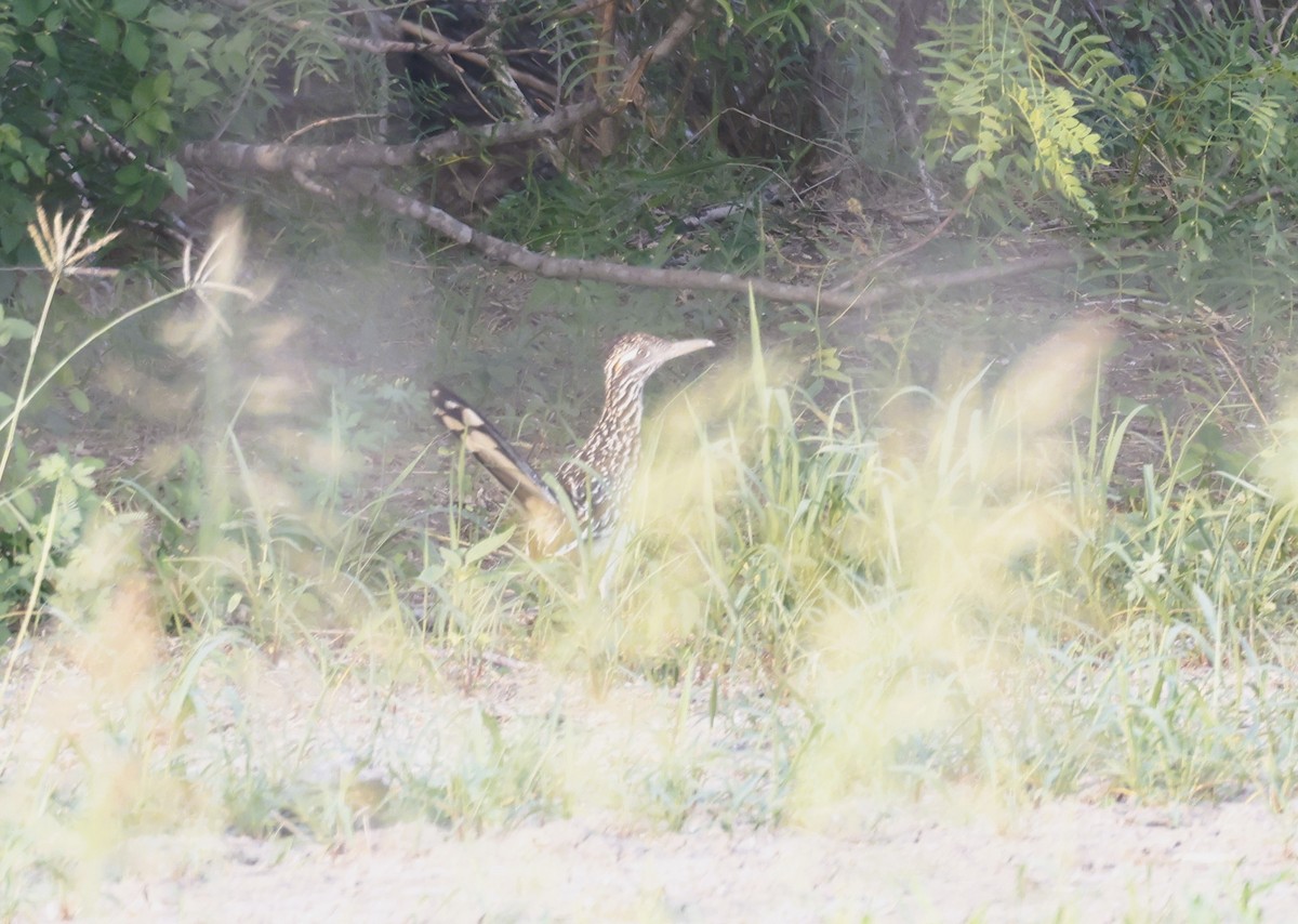 Greater Roadrunner - ML636759808