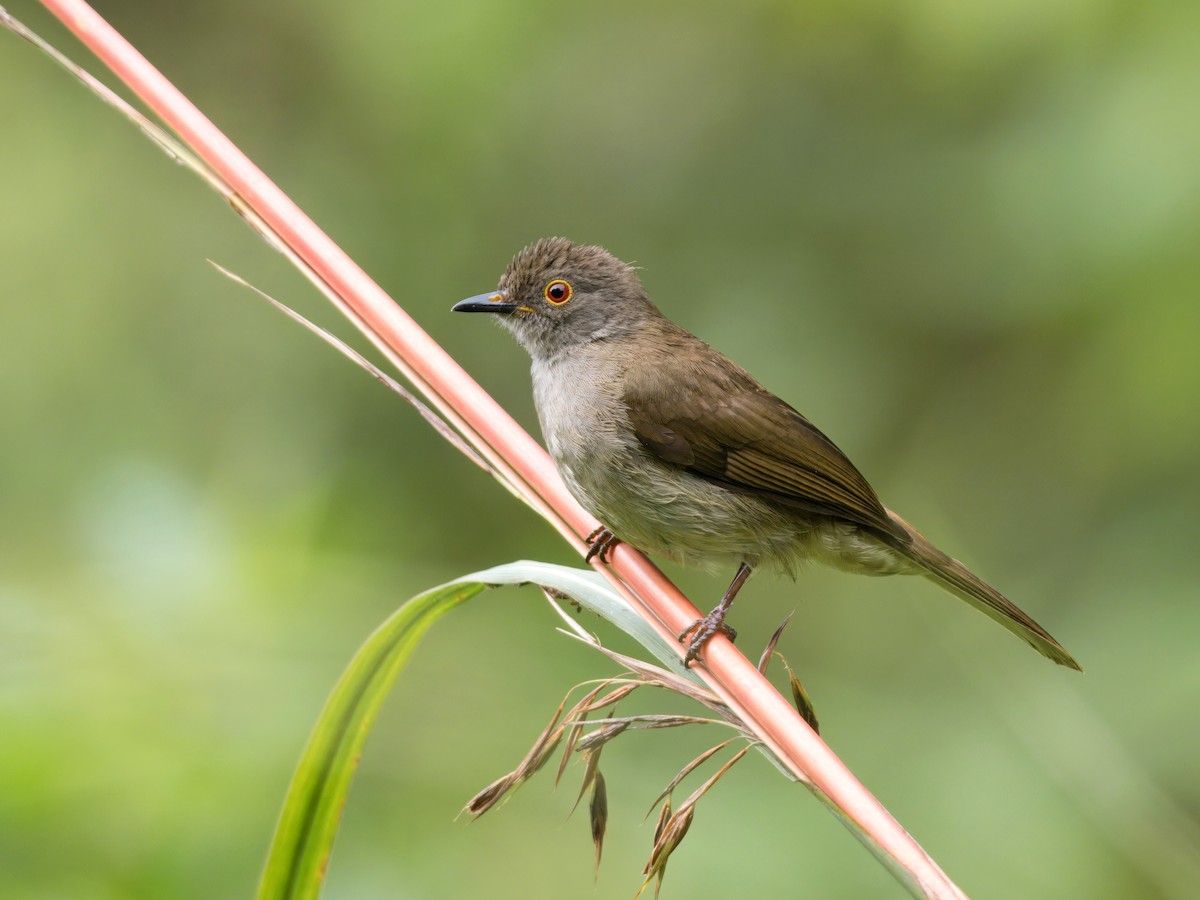 bulbul brýlatý - ML636759845