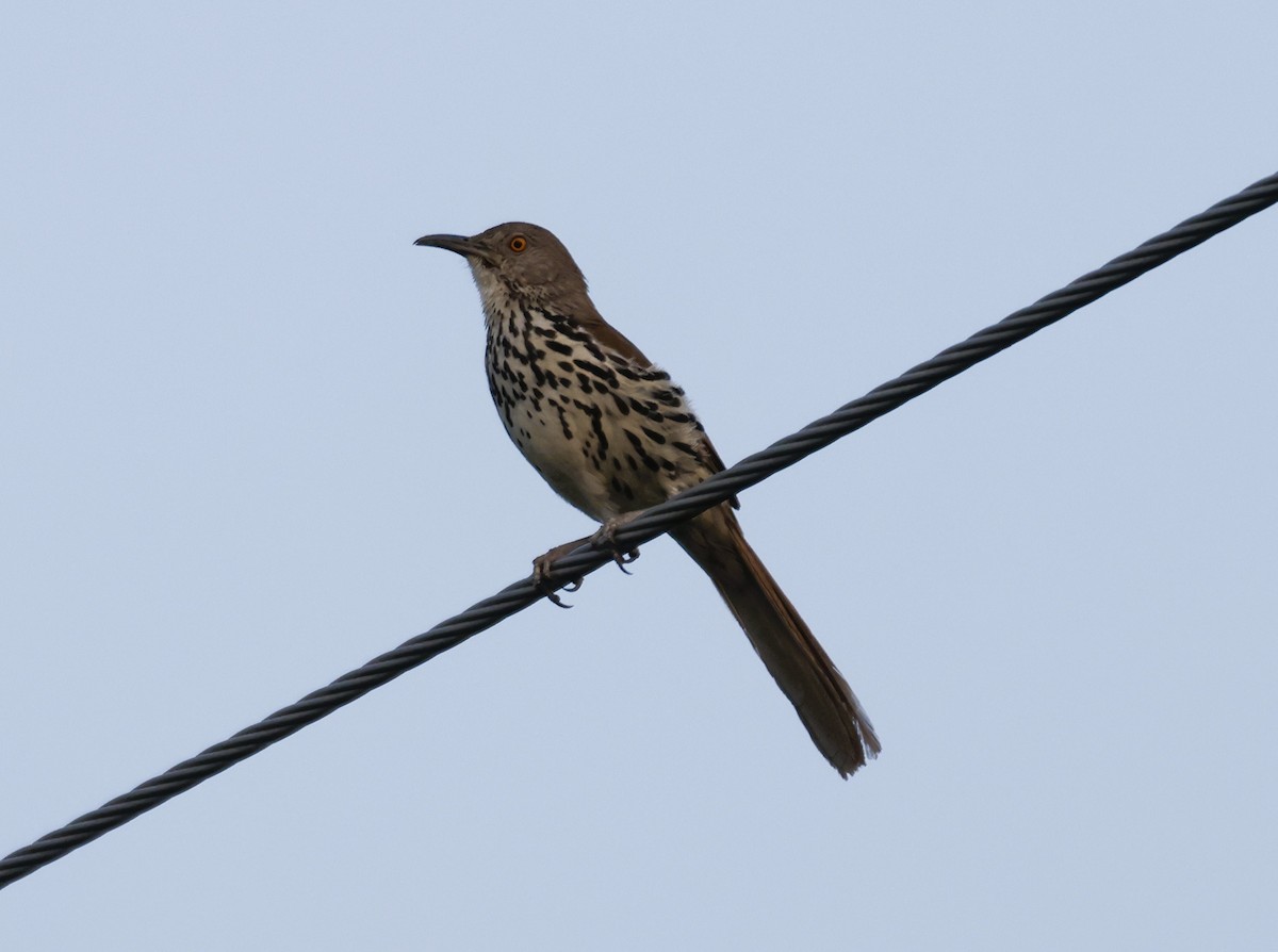 Long-billed Thrasher - ML636759903