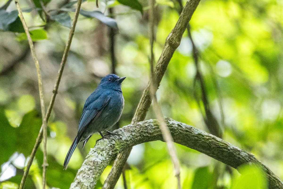 Nilgiri Flycatcher - ML636759914