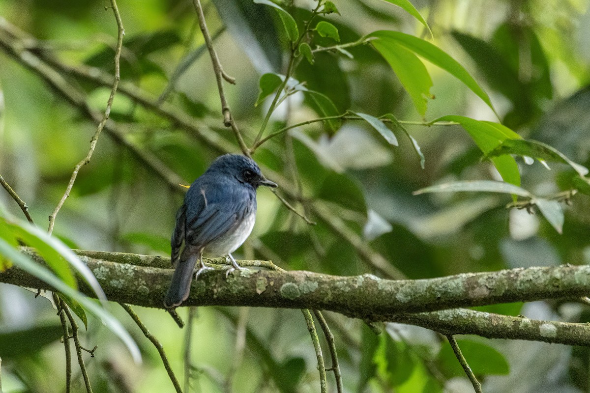 White-bellied Blue Flycatcher - ML636759920