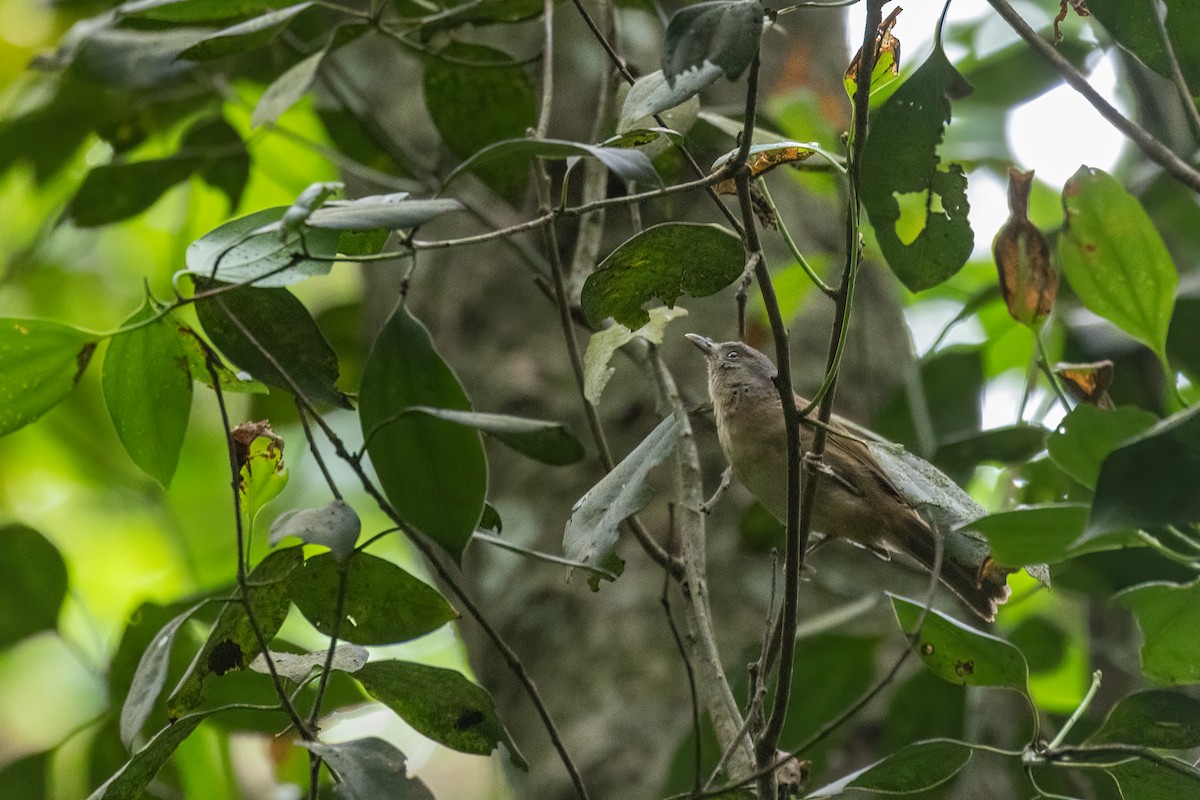 Brown-cheeked Fulvetta - ML636759923
