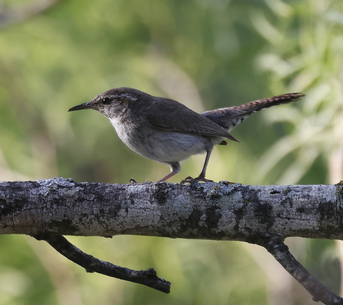 Bewick's Wren - ML636759949
